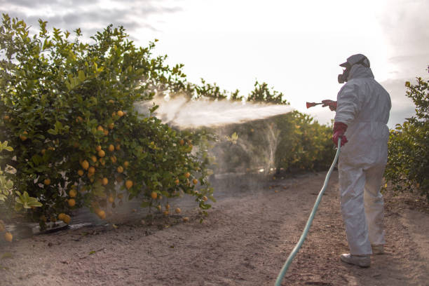 Best Termite Control Services  in Brookland, AR