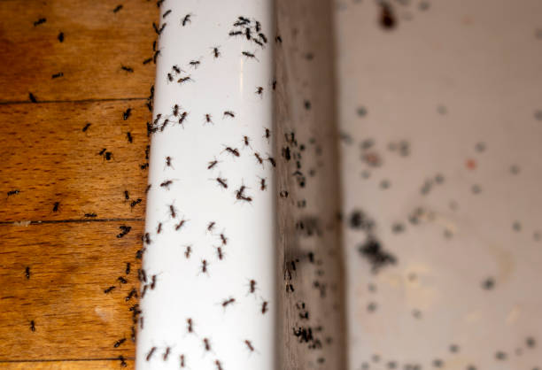 Best Pest Control for Restaurants  in Brookland, AR